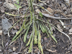 Erysimum capitatum capitatum