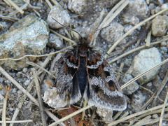 Metaxmeste schrankiana