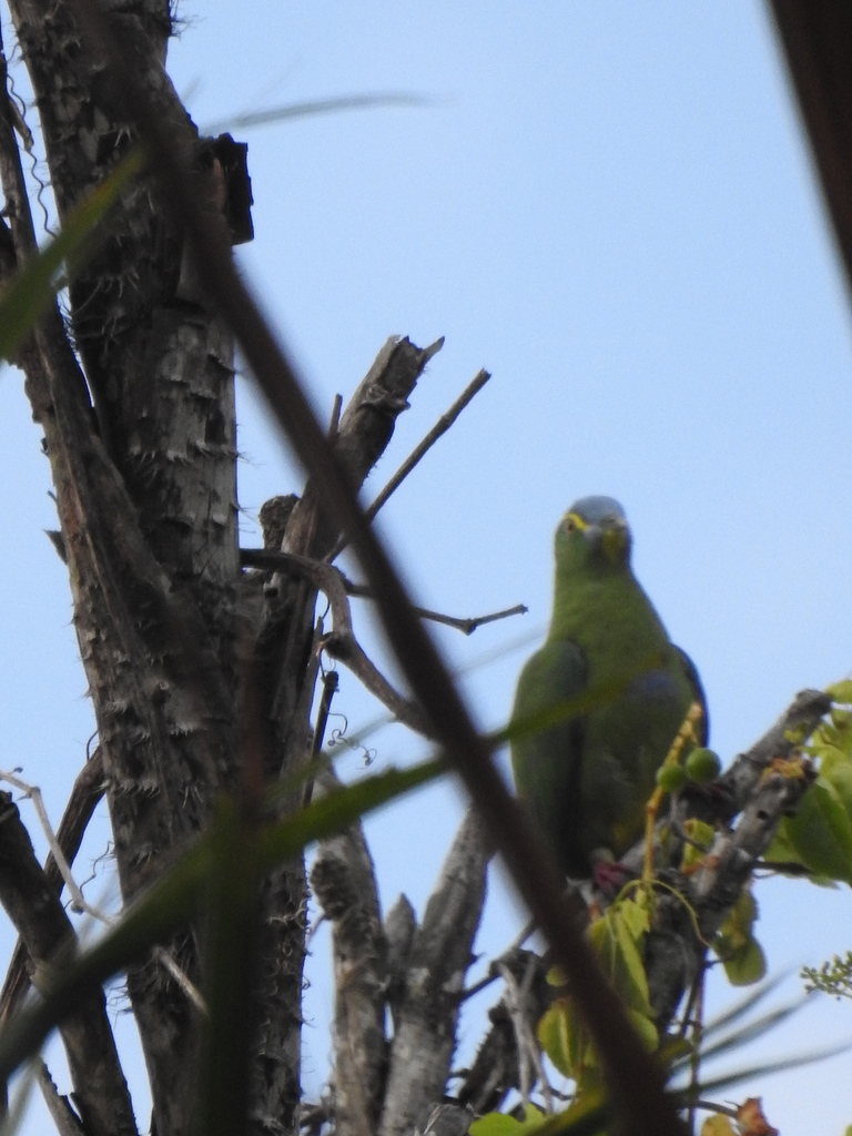 Blue-capped Fruit Dove (Ptilinopus monacha)
