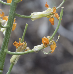 Erysimum capitatum capitatum