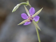 Clarkia stellata