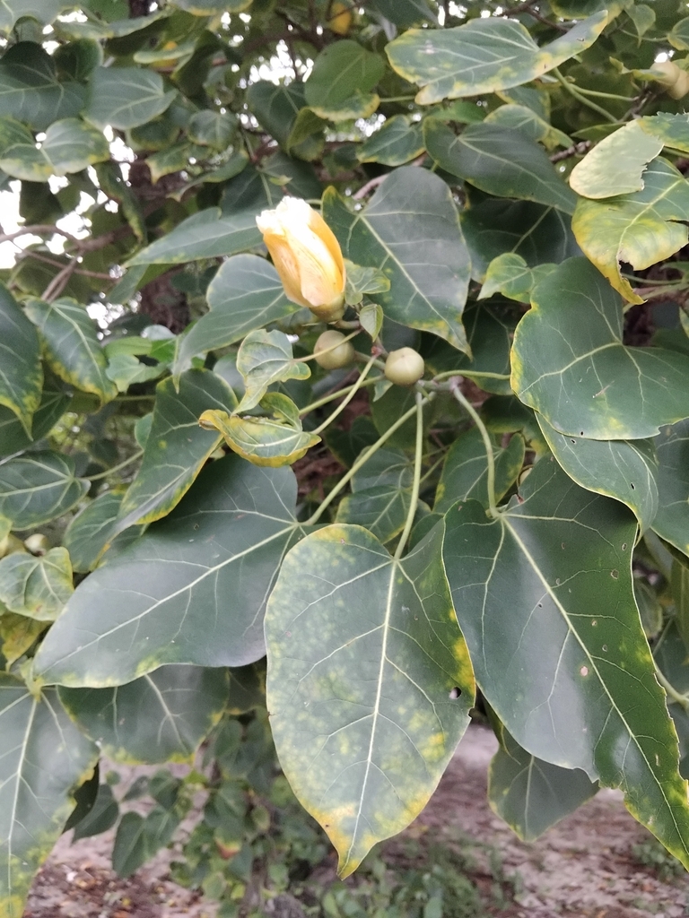 Indian tuliptree (Thespesia populnea)