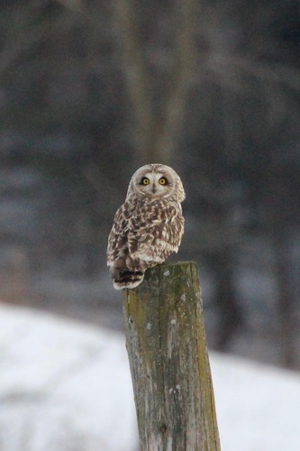 Hibou des marais