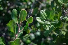Rhamnus pirifolia