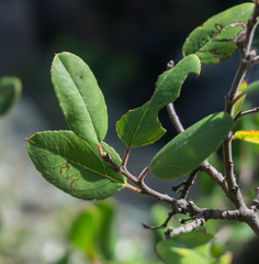 Rhamnus pirifolia