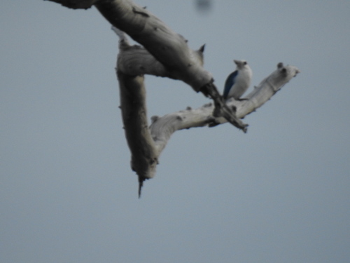 Todiramphus saurophagus