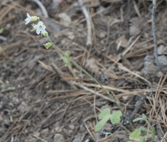 Lithophragma tenellum