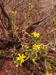 Trixis californica