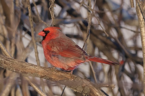 Northern Cardinal