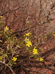 Trixis californica