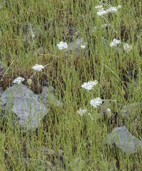 Perideridia parishii latifolia