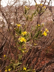 Trixis californica