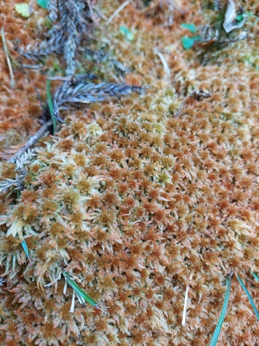 Junghuhn's sphagnum (Sphagnum junghuhnianum)