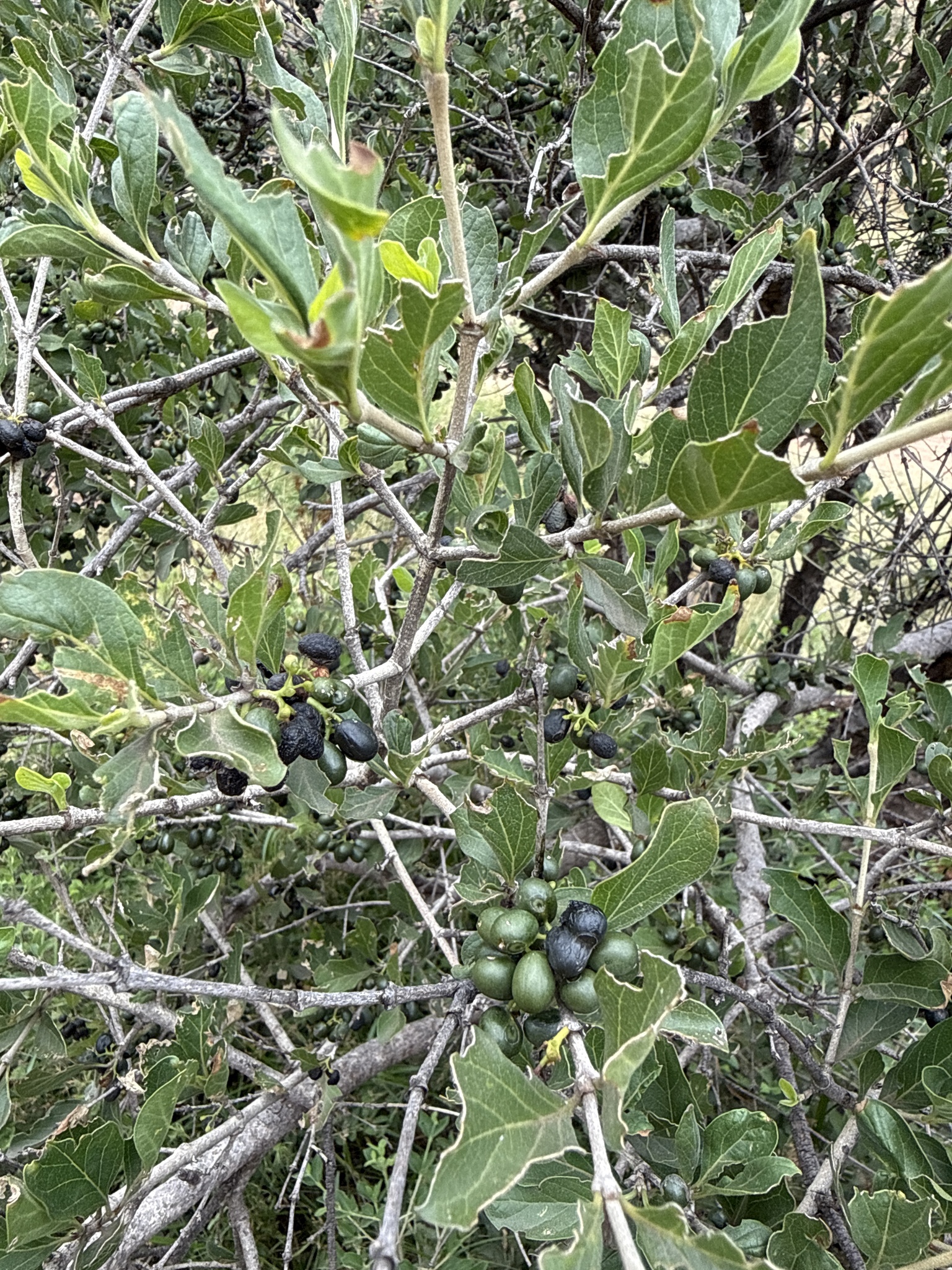 Imagem de Afrocanthium gilfillanii