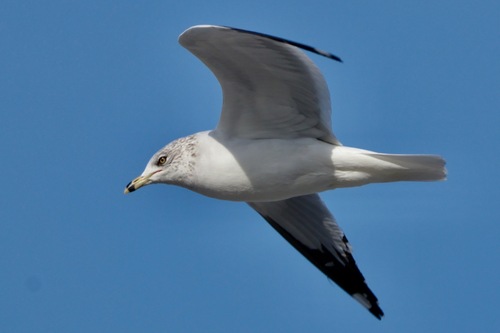 Ring-billed Gull