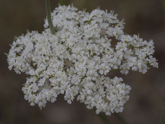 Perideridia parishii latifolia