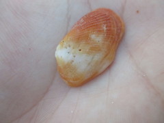 Barbatia domingensis