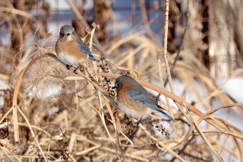 Eastern Bluebird