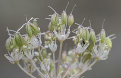 Perideridia parishii latifolia