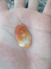 Barbatia domingensis