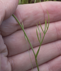 Perideridia parishii latifolia