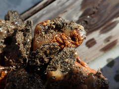 Botrylloides diegensis