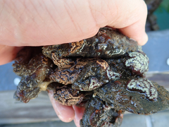 Botrylloides diegensis