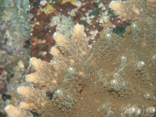 Acropora solitaryensis observed 2026-02-15
