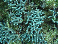 Porites furcata