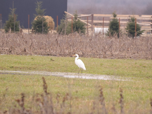 Great Egret