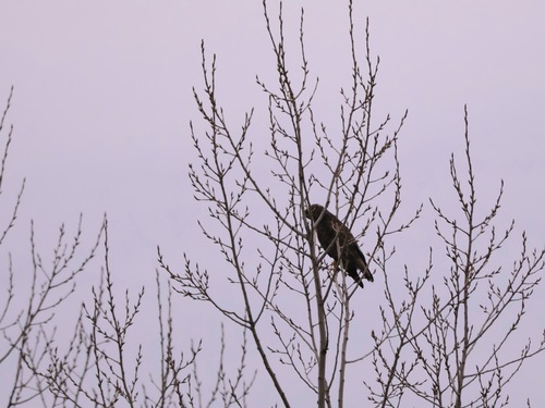Common Buzzard