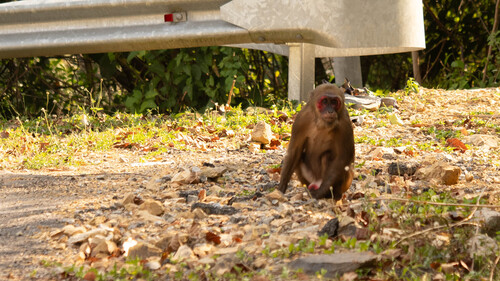Stump-tailed Macaque