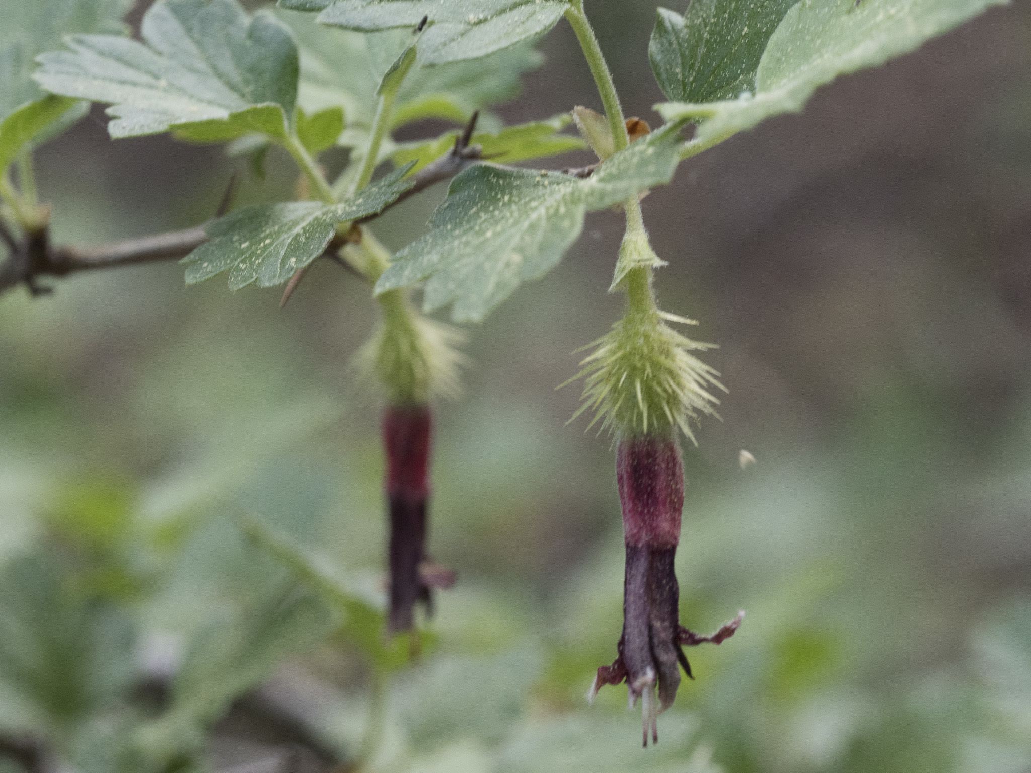 Ribes roezlii var. roezlii