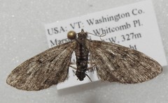 Eupithecia fletcherata