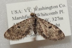 Eupithecia misturata