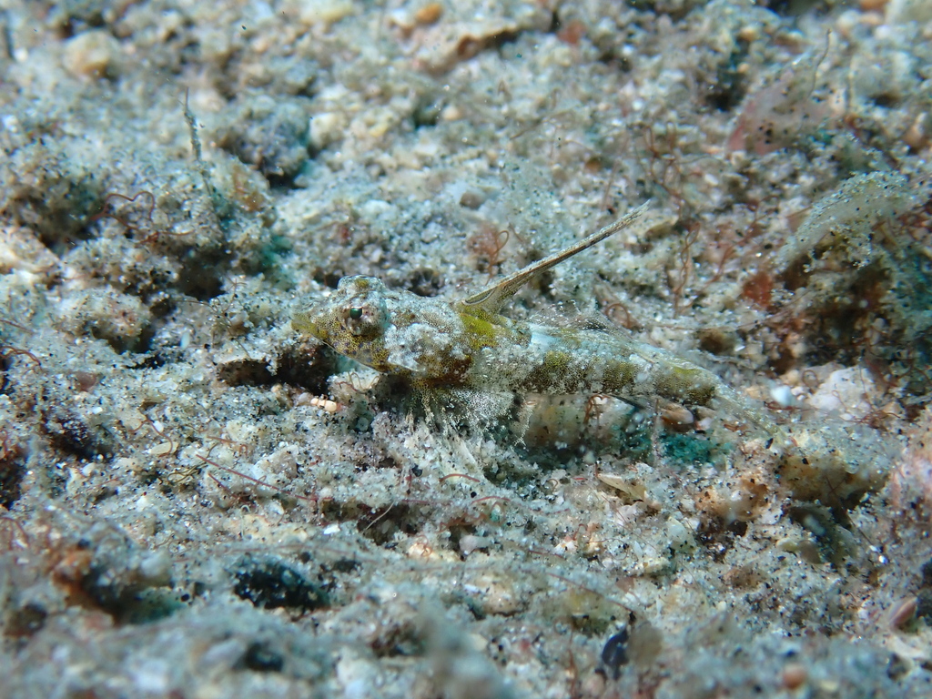Synchiropus corallinus (Synchiropus corallinus)