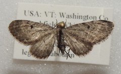 Eupithecia fletcherata
