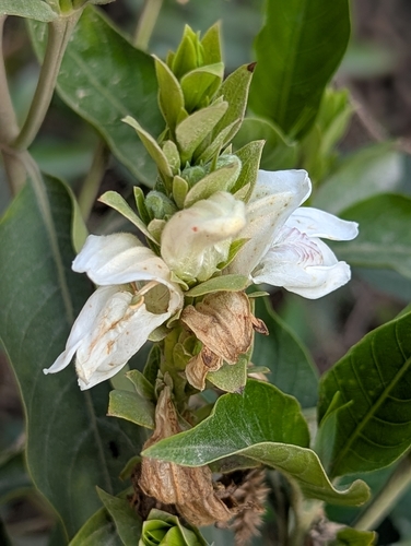 Malabar nut