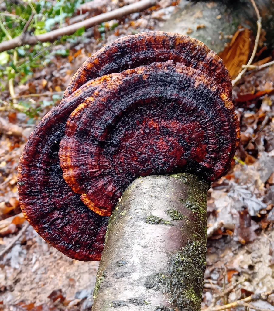 Daedaleopsis confragosa · February 2026 · photo: © white_rose_from_yorkshire (iNaturalist, cc-by)