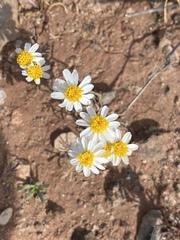 Thymophylla concinna