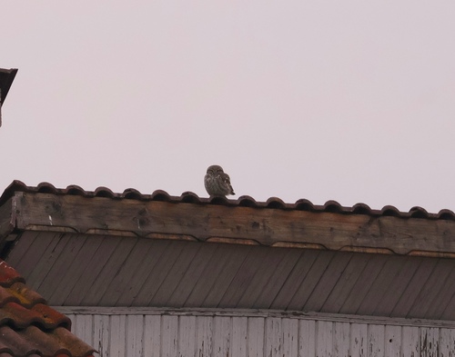 Little Owl
