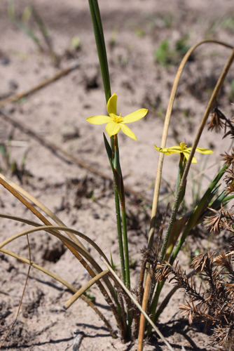 Garden Route Rushiris (Bobartia aphylla)