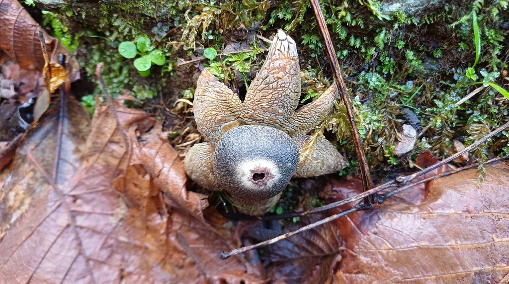 Astraeus hygrometricus · February 2026 · photo: © giacomonavari (iNaturalist, cc-by)