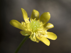 Ranunculus alismifolius alismifolius