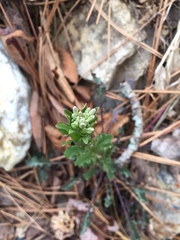 Borodinia missouriensis