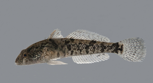 Caspian Tubenose Goby