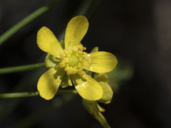 Ranunculus alismifolius alismifolius
