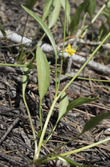 Ranunculus alismifolius alismifolius