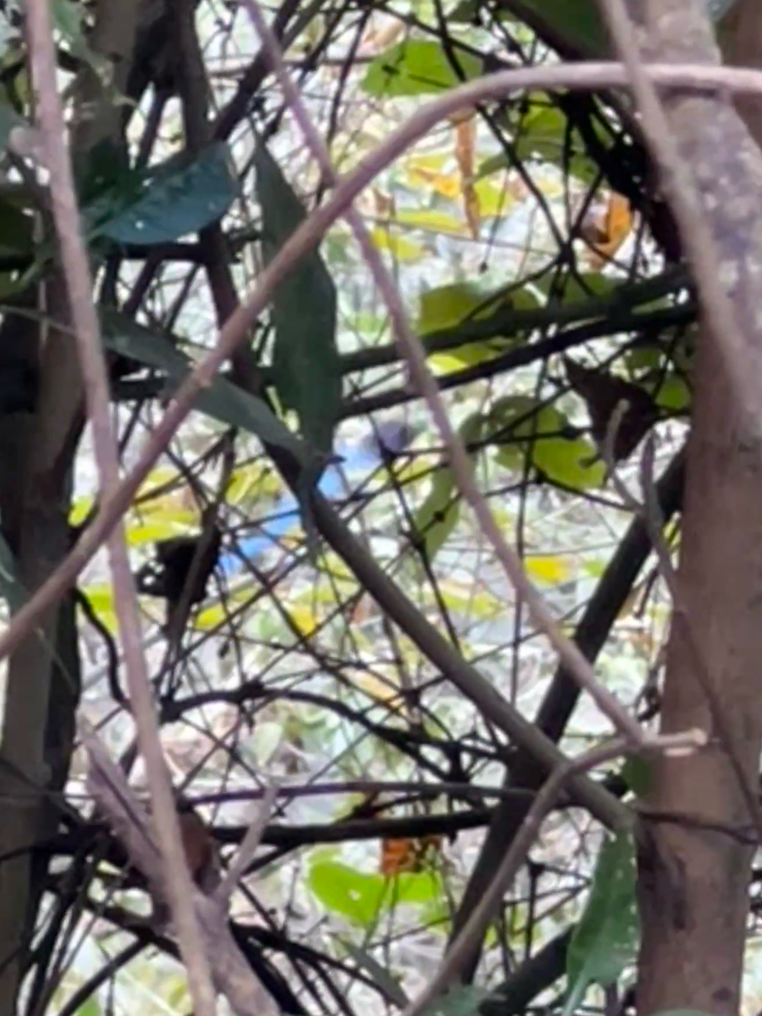 Bushy-crested Jay (Cyanocorax melanocyaneus), photo 1
