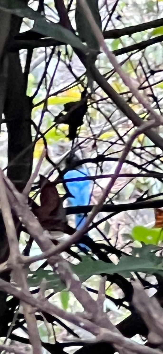 Bushy-crested Jay (Cyanocorax melanocyaneus), photo 5